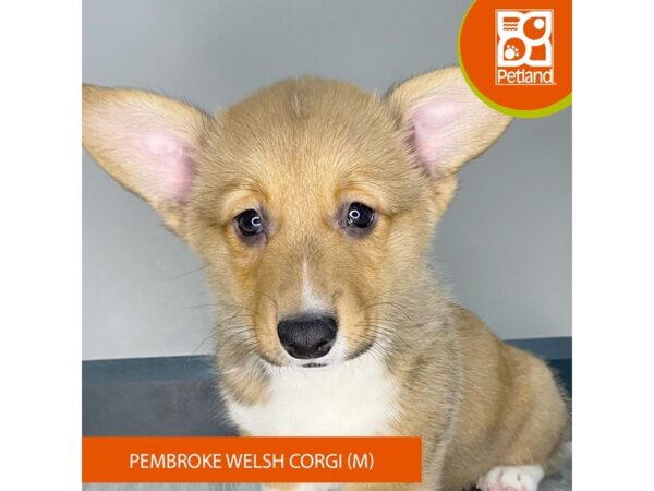 [#940] Red / White Male Pembroke Welsh Corgi Puppies for Sale