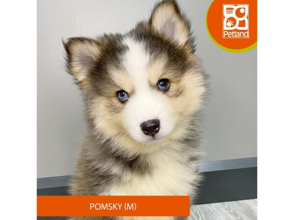 [#939] Gray / White Male Pomsky Puppies for Sale