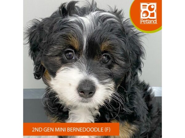 [#938] Black Female Bernedoodle Mini 2nd Gen Puppies for Sale