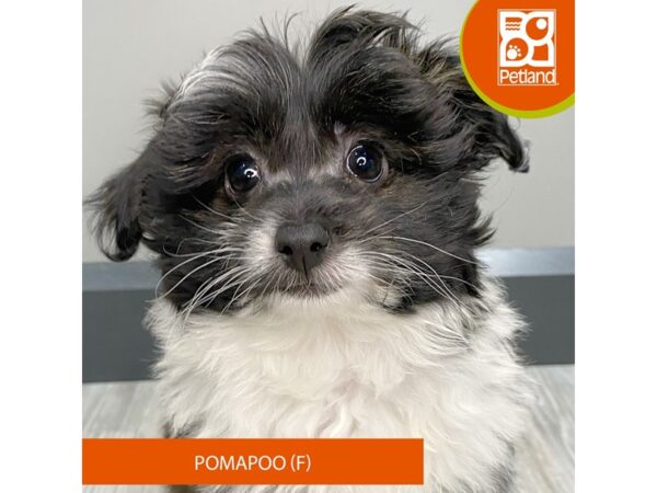 [#936] Black Brown / White Female Pomapoo Puppies for Sale