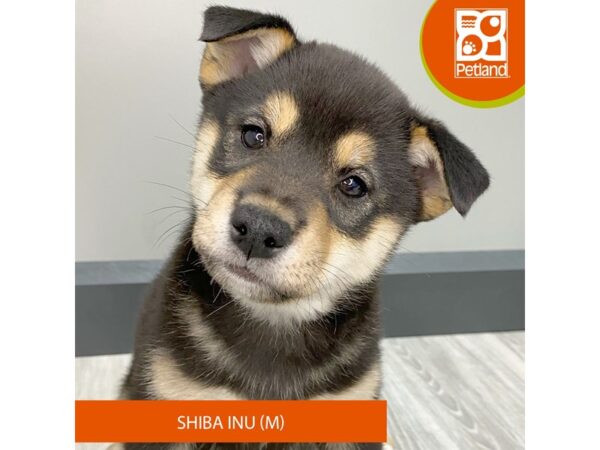 [#935] Black / Tan Male Shiba Inu Puppies for Sale
