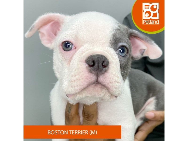 Boston Terrier - 928 Image #1