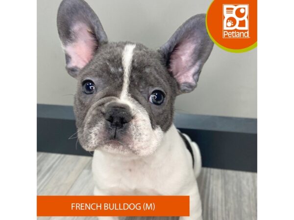 [#950] Blue / White Male French Bulldog Puppies for Sale