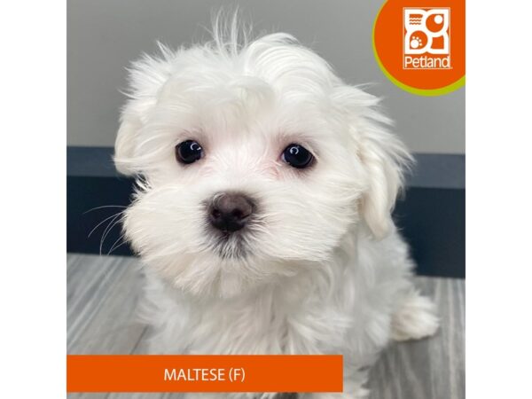 [#949] White Female Maltese Puppies for Sale