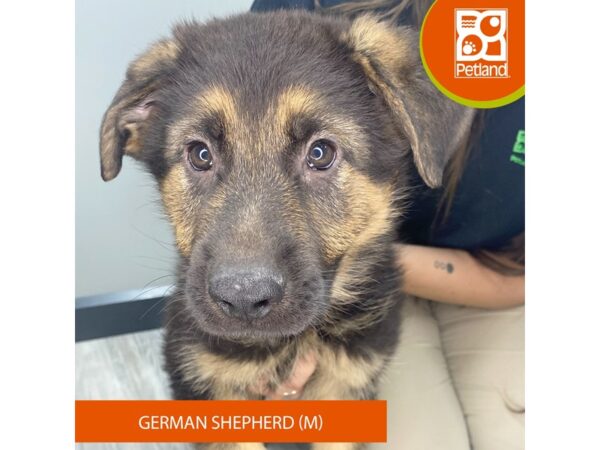 [#945] Black / Tan Male German Shepherd Dog Puppies for Sale