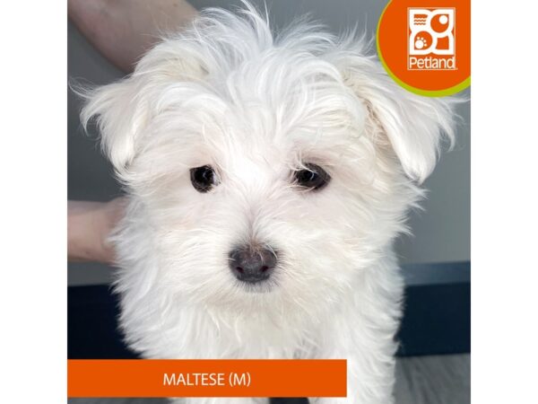 [#956] White Male Maltese Puppies for Sale