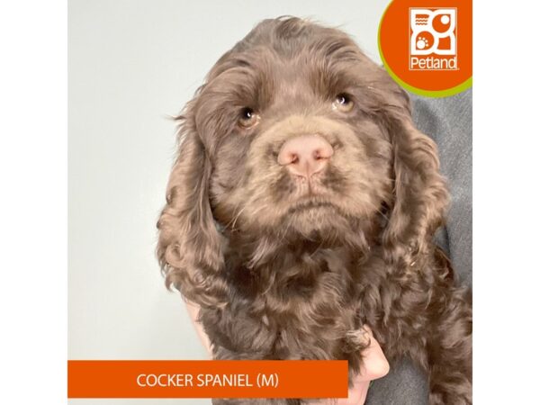 [#955] Chocolate Male Cocker Spaniel Puppies for Sale