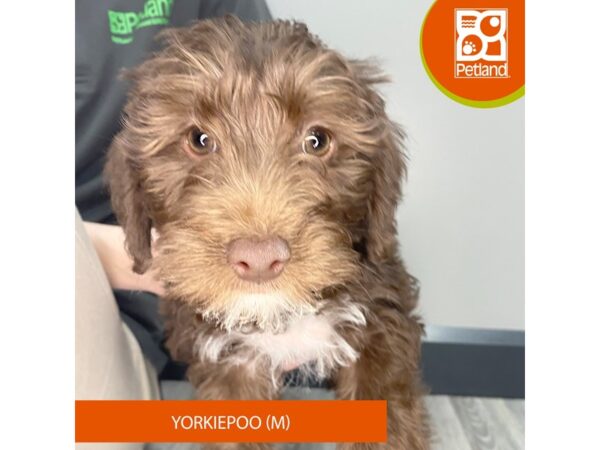[#953] Chocolate Male Yorkiepoo Puppies for Sale