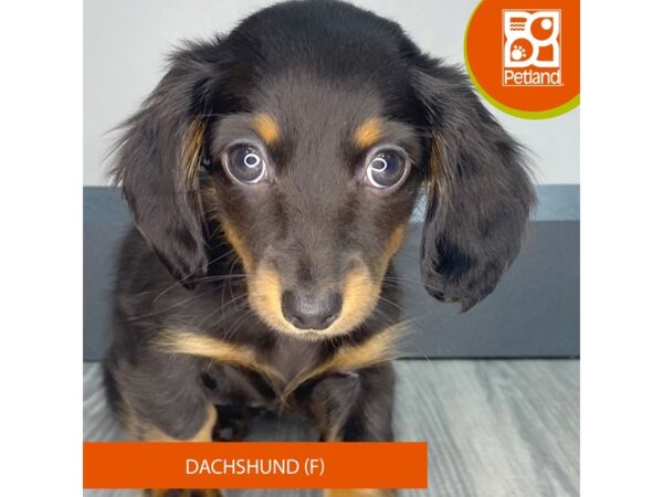 [#951] Black / Tan Female Dachshund Puppies for Sale