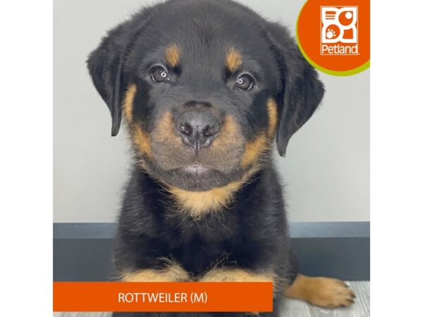 [#946] Black / Tan Male Rottweiler Puppies for Sale