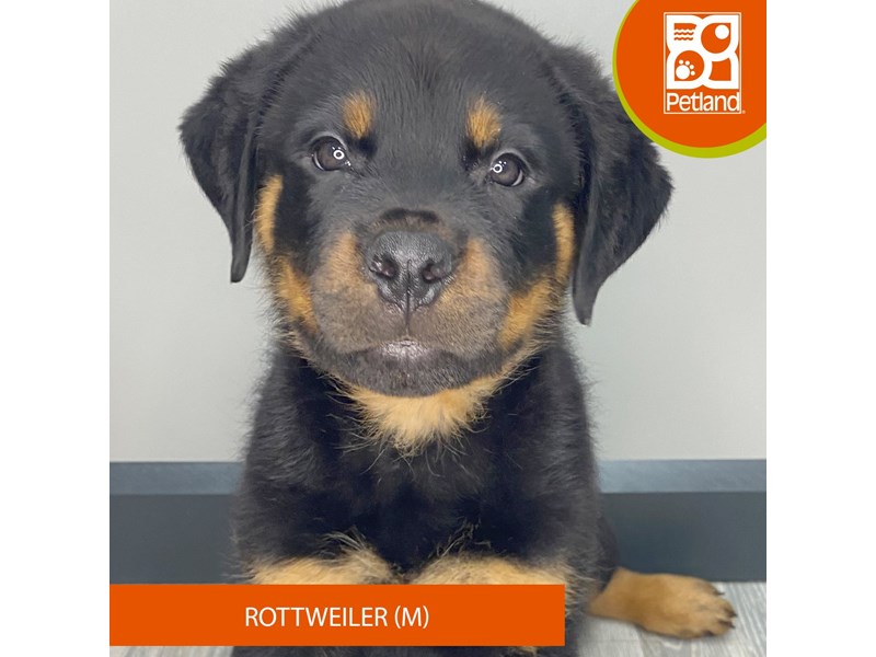 Rottweiler - 946 Image #1