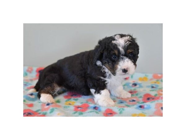 [#960] Black Tan / White Female Bernedoodle Mini 2nd Gen Puppies for Sale