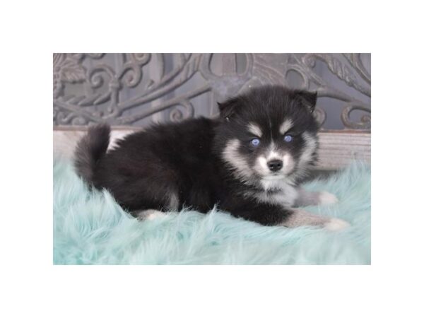 [#961] Black / Tan Female Pomsky Puppies for Sale