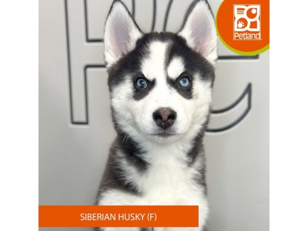 [#962] Black / White Female Siberian Husky Puppies for Sale