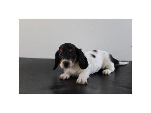 [#964] Black / White Female Dachshund Puppies for Sale