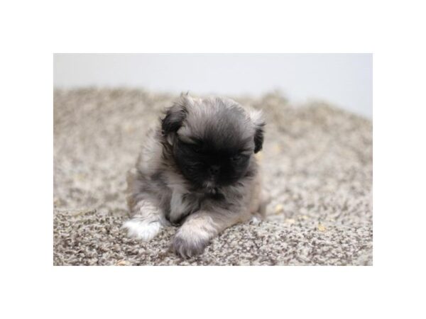 [#965] Sable / White Female Pekingese Puppies for Sale