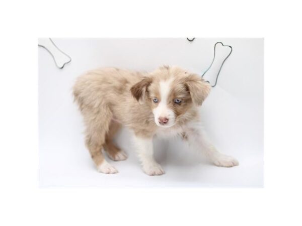 [#966] Red Merle Female Miniature Australian Shepherd Puppies for Sale