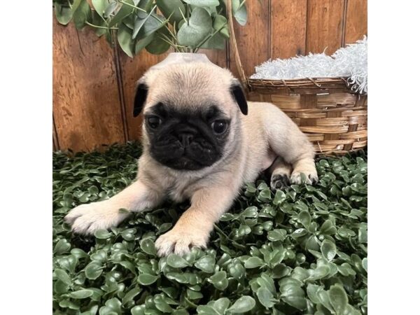 [#967] Fawn Male Pug Puppies for Sale