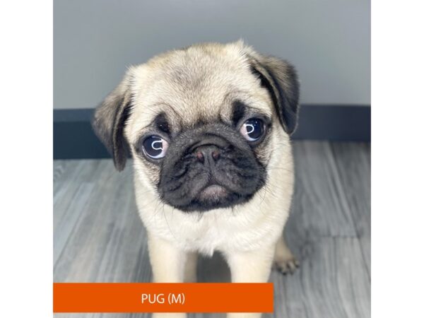 [#967] Fawn Male Pug Puppies for Sale