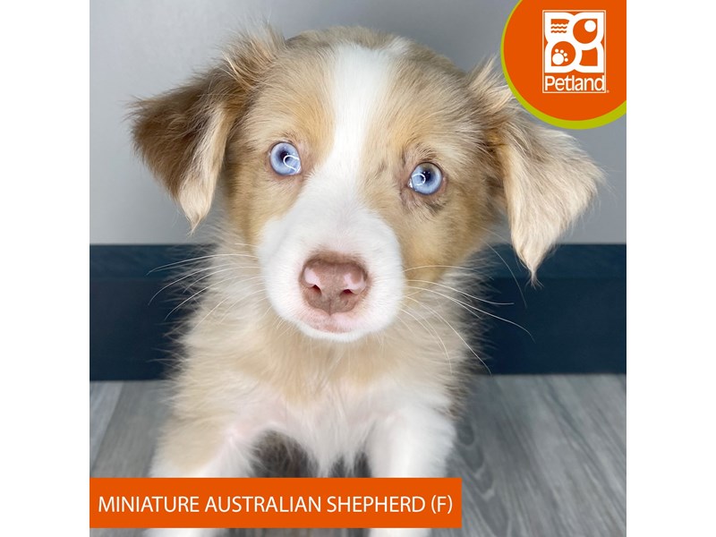 Miniature Australian Shepherd - 966 Image #1