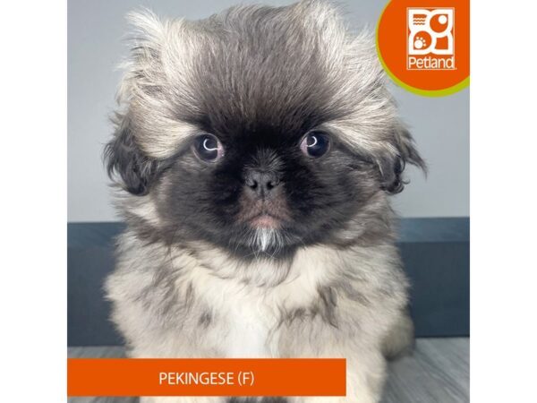 [#965] Sable / White Female Pekingese Puppies for Sale