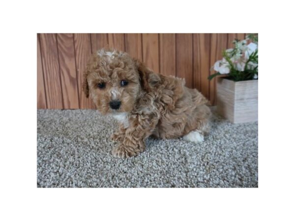 [#969] Apricot / White Male Poodle Puppies for Sale