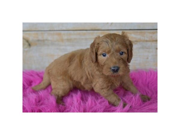 [#970] Red Female Goldendoodle Mini Puppies for Sale