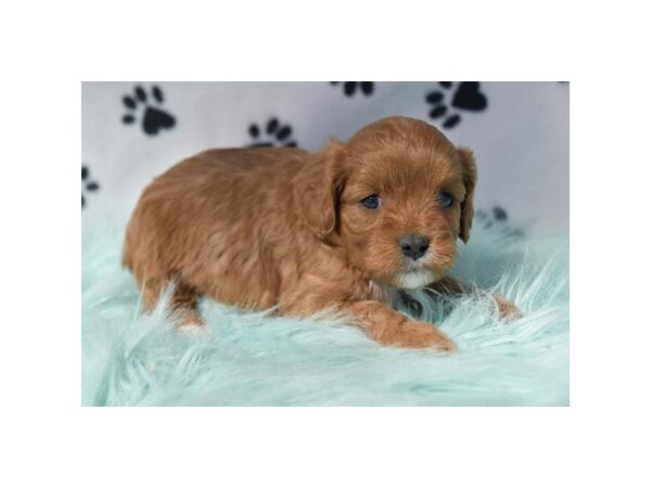 [#971] Red Female Cavapoo Puppies for Sale