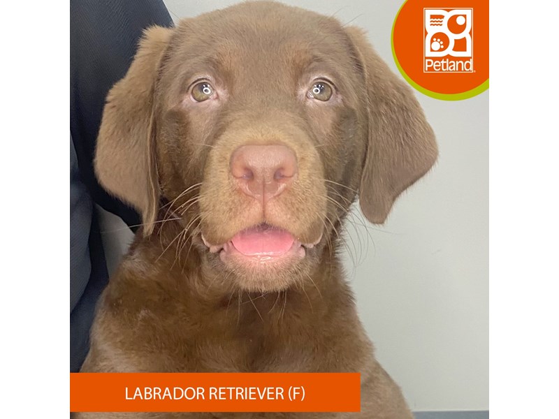 Labrador Retriever - 958 Image #1