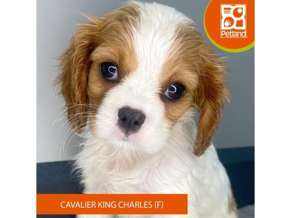 [#968] Blenheim Female Cavalier King Charles Spaniel Puppies for Sale