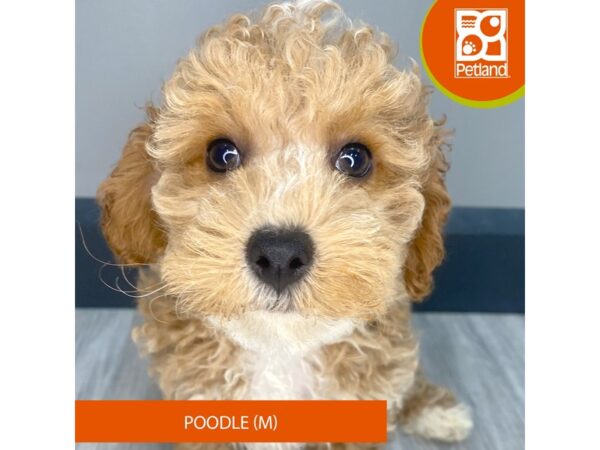 [#969] Apricot / White Male Poodle Puppies for Sale
