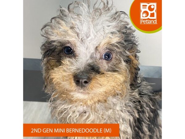 [#972] Blue Merle Male Bernedoodle Mini 2nd Gen Puppies for Sale