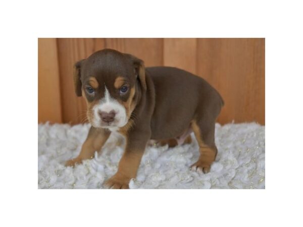 [#975] Chocolate / Tan Male Beabull Puppies for Sale