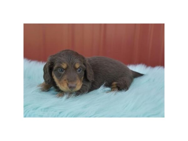 [#978] Chocolate Female Dachshund Puppies for Sale
