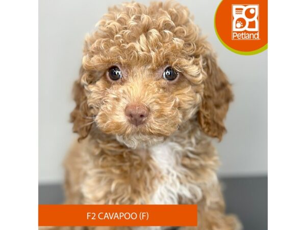 [#974] Apricot Female Cavapoo F2 Puppies for Sale