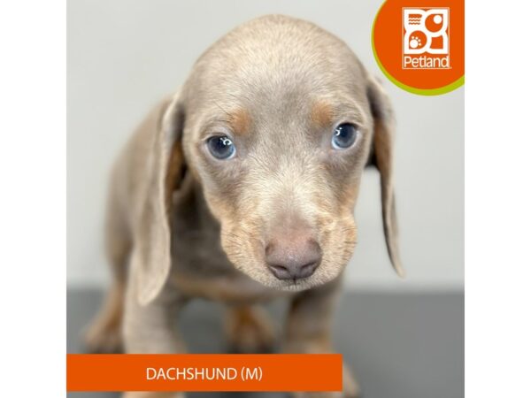 [#976] Isabella Male Dachshund Puppies for Sale