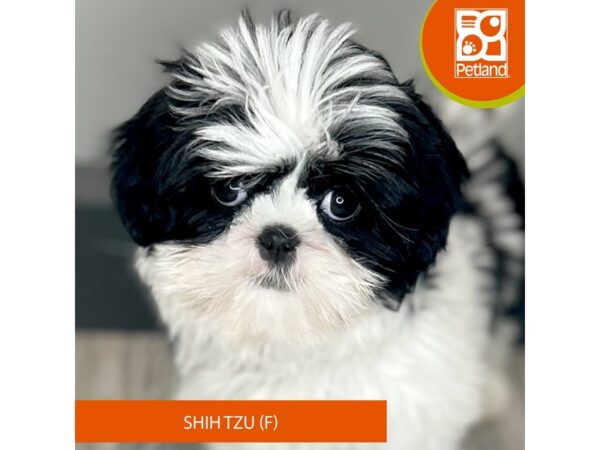 [#982] Black / White Female Shih Tzu Puppies for Sale