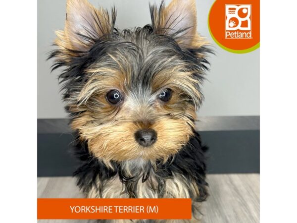 [#983] Black / Tan Male Yorkshire Terrier Puppies for Sale