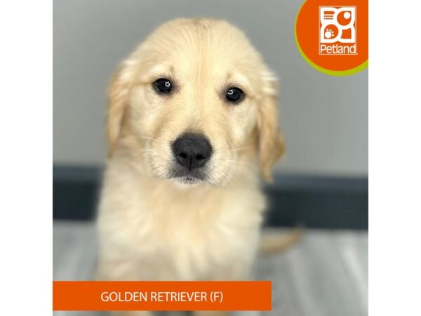 [#973] Light Golden Female Golden Retriever Puppies for Sale