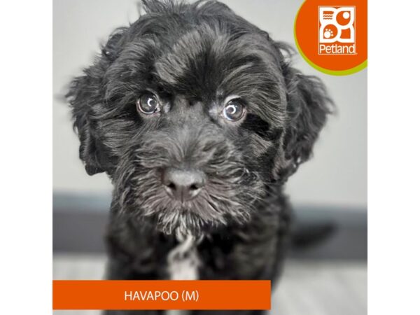[#977] Black / White Male Havapoo Puppies for Sale