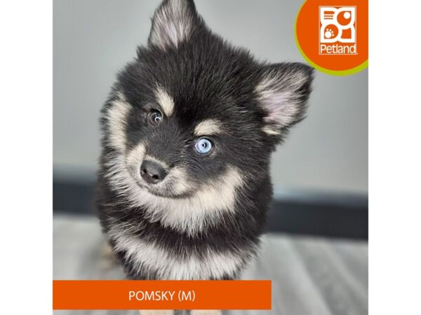 [#984] Black / Tan Male Pomsky Puppies for Sale