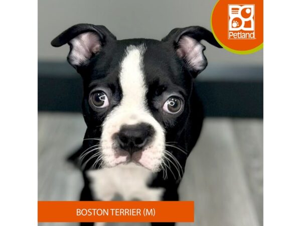 [#979] Black / White Male Boston Terrier Puppies for Sale