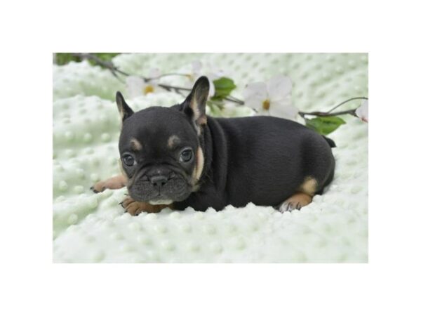 [#985] Black / Tan Female French Bulldog Puppies for Sale