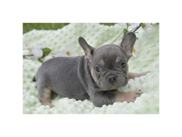[#986] Blue Male French Bulldog Puppies for Sale