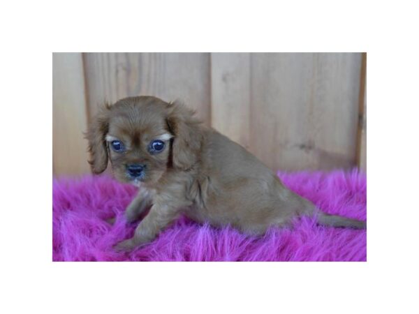 [#987] Ruby Male Cavalier King Charles Spaniel Puppies for Sale