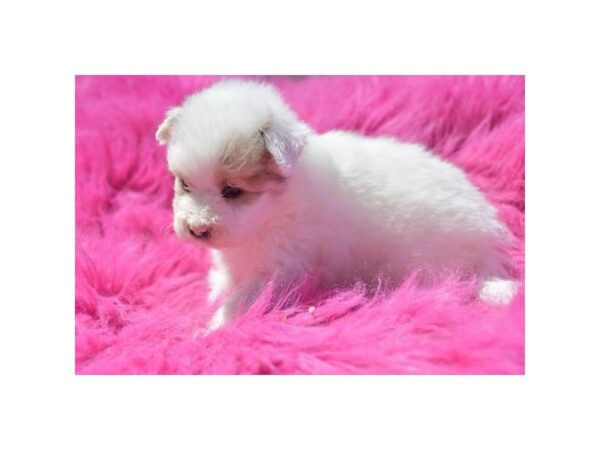[#990] White Male Pomapoo Puppies for Sale