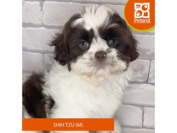 [#1008] Chocolate / White Male Shih Tzu Puppies for Sale