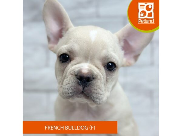 [#1019] Cream Female French Bulldog Puppies for Sale