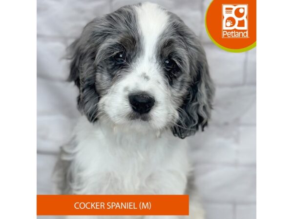 [#1018] Blue Merle Male Cocker Spaniel Puppies for Sale