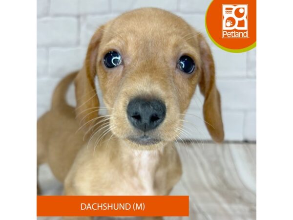[#1017] Red Male Dachshund Puppies for Sale